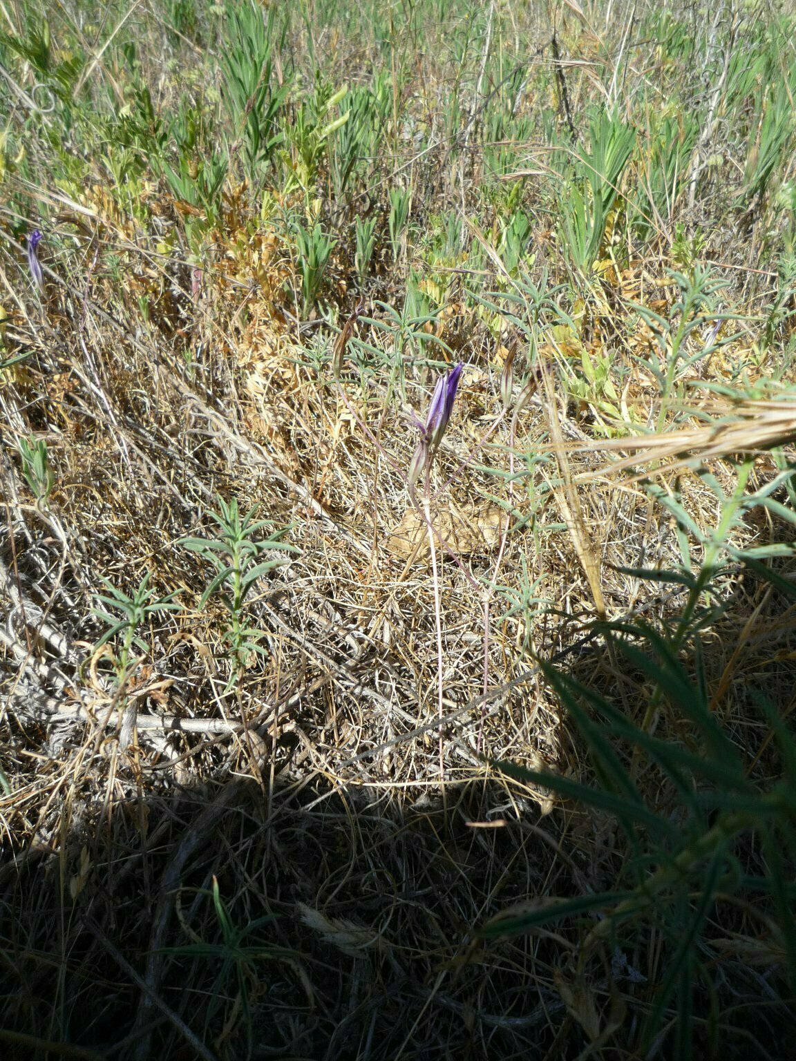 High Resolution Brodiaea jolonensis Bud